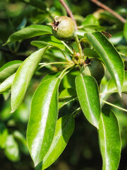 Unripe pear on a branch. Homegrown fruits.