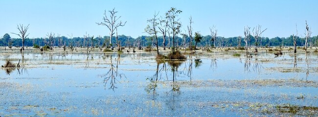 Photograph capturing numerous dead trees situated on a flooded swampy area during a hot day,...