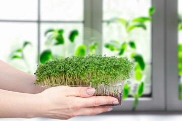 box of micro greens in hand of woman
