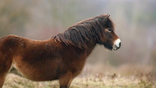 Closeup sunlit wild exmoor pony horse have rest standing in the middle of pasture in late autumn nature habitat in Milovice, Czech republic. Protected animals considered as horse ancestor