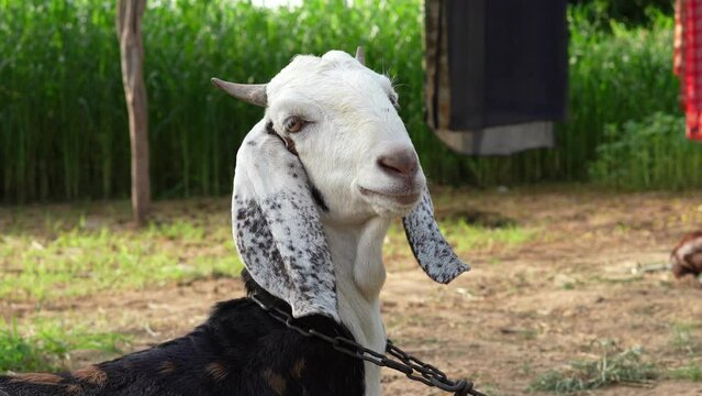 White and brown domestic goat with long steep horns, yellow eyes tied with chain looking straight in camera