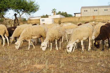 Obraz premium A herd of sheep grazes on a summer field, eating grass and leaves from the bushes