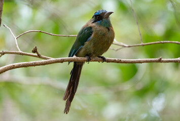 Lesson's Motmot, Momotus lessonii, Momoto Coroniazul, Pájaro Bobo, Costa Rica Heredia 