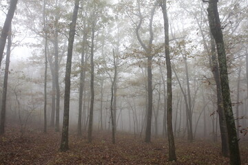 Foggy Forest 2