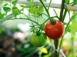 Organic red and green tomatoes.