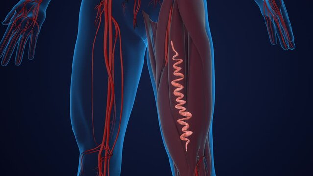 Varicose veins in the thighs of the leg