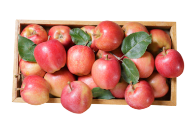 fresh red apples in a wooden box isolated on transparent background, top view