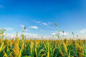 Sorghum Rice in Northeast China in August