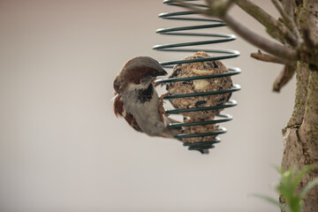 Spatz im Winter auf dem Balkon im Gegenlicht