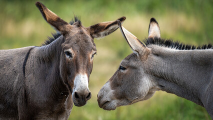 portrait of two donkeys