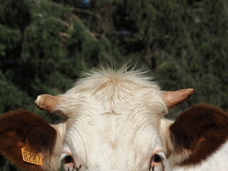 tête de vache à cornes, ébouriffée