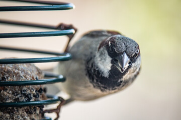 Spatz im Winter auf dem Balkon im Gegenlicht
