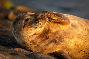 seal relaxing on the pier