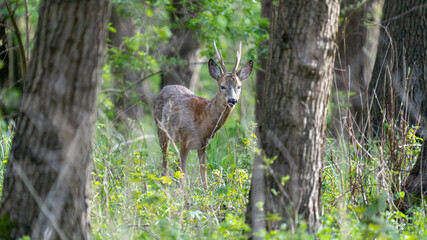 deer in the woods