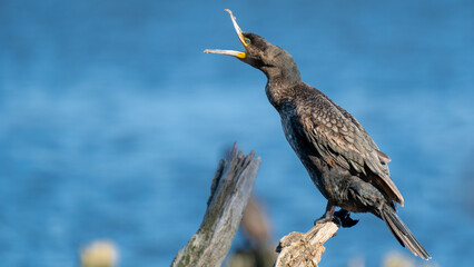 cormorant on a branch