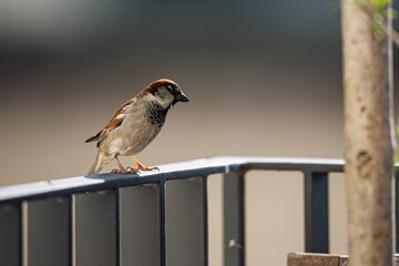 Spatz im Winter auf dem Balkon im Gegenlicht