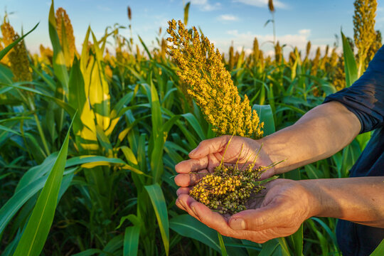 Sorghum Rice in Northeast China in August