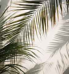 Tropical background with palm leaves shadows. Summer concept background.