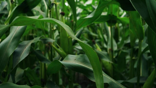 Moving through corn stalks in farmers field 4k