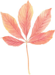 Bright autumn leaves painted in watercolor on a white background. Plant elements for creating postcards, invitations. patterns and packaging.