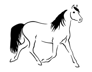 horse silhouette isolated on white