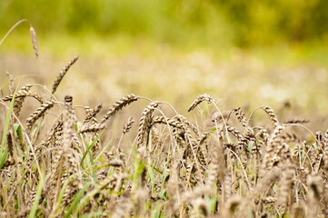 ears of grain crops close-up in summer
