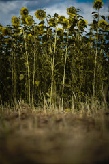 sonnenblumen