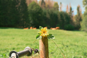 Fresh yellow flower on wooden log in Black Forest