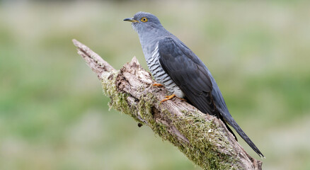 Wild Cuckoo, Thursley Common, Surrey, UK