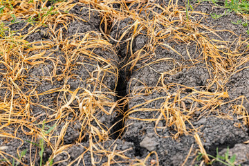 Withered plants in a field are a disaster for the harvest