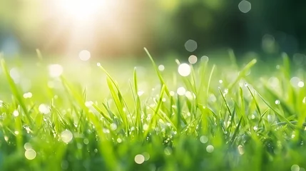 Tuinposter Une pelouse avec de l'herbe verte avec le soleil en arrière plan.  © Gautierbzh
