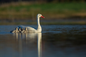 Coscoroba swan with cygnets swimming in a lagoon , La Pampa Province, Patagonia, Argentina.