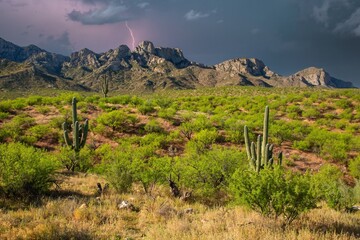 Lightning strikes during an afternoon storm. Saguaro cactus and the Santa Catalina mountains in...