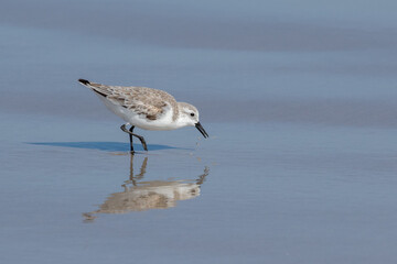 seagull on the beach