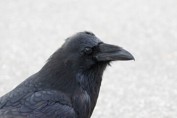 raven profile