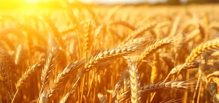 Wheat field, ripe golden wheat ears, generative ai