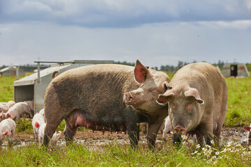 Eco pig farm in the field in Denmark