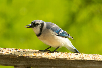Obraz na płótnie Canvas This pretty blue jay came out on the railing of my deck for some birdseed. I love this bird's blue, grey, and black colors. This corvid is in the crow family and can recognize people's faces.