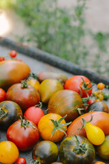 multicolored organic tomatoes close up top view, tomato crop, selective focus