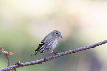 The Eurasian siskin or European siskin (Spinus spinus) , small passerine bird in the finch family Fringillidae. 