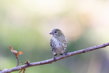 The Eurasian siskin or European siskin (Spinus spinus) , small passerine bird in the finch family Fringillidae. 