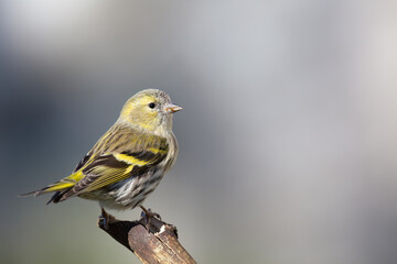 The Eurasian siskin or European siskin (Spinus spinus) , small passerine bird in the finch family Fringillidae. 