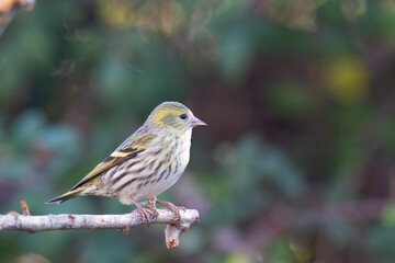 The Eurasian siskin or European siskin (Spinus spinus) , small passerine bird in the finch family Fringillidae. 