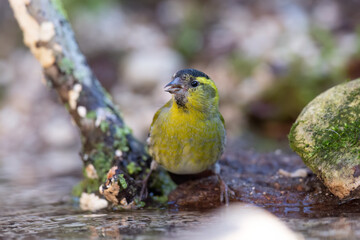 The Eurasian siskin or European siskin (Spinus spinus) , small passerine bird in the finch family Fringillidae. 