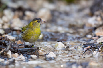 The Eurasian siskin or European siskin (Spinus spinus) , small passerine bird in the finch family Fringillidae. 