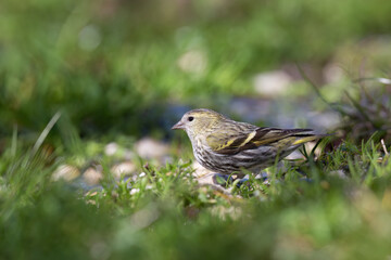 The Eurasian siskin or European siskin (Spinus spinus) , small passerine bird in the finch family Fringillidae. 