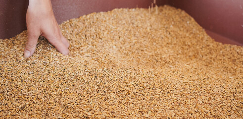 Harvest, close up of farmer's hands holding wheat grains.