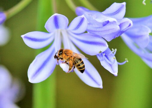 African agapanthus (Agapathus africanus) with bumble bee