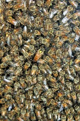 Close up view of the working bees on honey cells