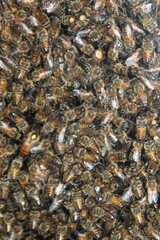Close up view of the working bees on honey cells